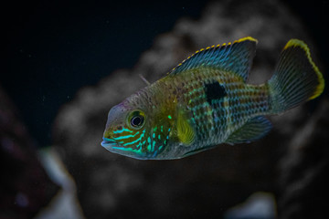 aquário peixes coloridos em águas azuis escuras