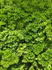 Green Parsley Growing in the Garden