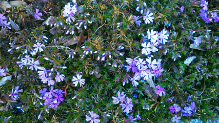 small biolet and white flowers in a forest