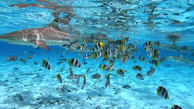 Underwater 4k. Tropical fish, stingray, and sharks swim in Bora Bora, Tahiti French Polynesia.  Tropical vacation water activities - snorkeling and diving tour.