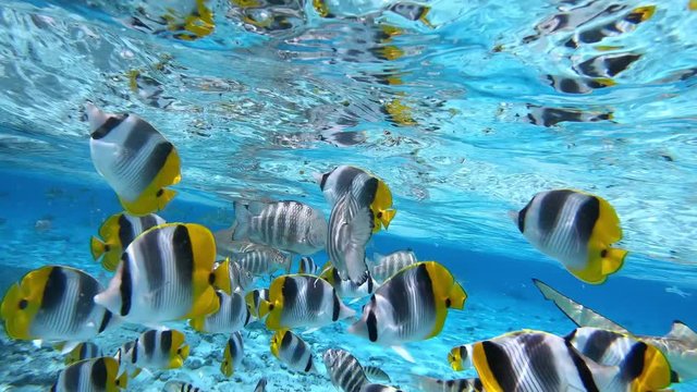 Tropical fish, stingrays and sharks swim in turquoise blue water in Bora Bora, Tahiti French Polynesia. Tropical vacation water activities - snorkeling and diving tour.