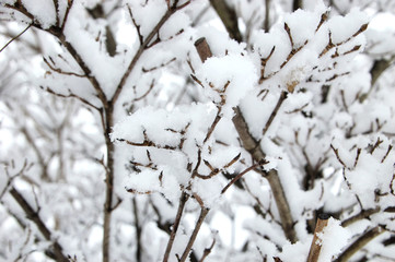 branch of a tree covered with snow