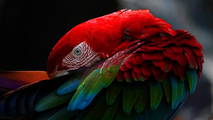 Arara-vermelha © christopher