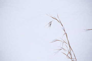 Snowy Trees