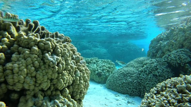 Snorkeling and diving in Bora Bora, Tahiti French Polynesia. Tropical fish swim by coral reef. Luxury travel vacation & paradise getaway, exotic destination. Underwater 4k.