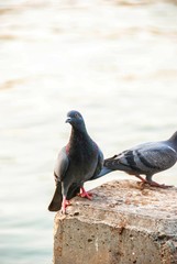 pigeon on the beach
