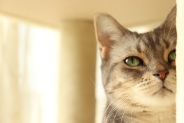 グリーンアイが美しい猫右上目線コピースペースアメリカンショートヘアー