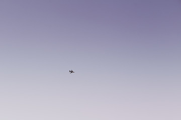 Airplane in Sky