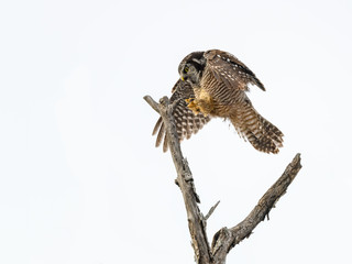 Northern Hawk Owl Landing on the Snag