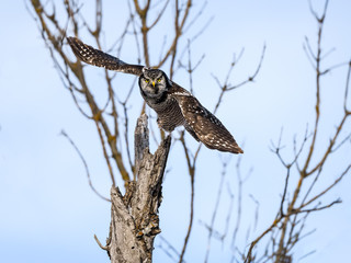 Northern Hawk Owl Taking off From The Tree in Winter 
