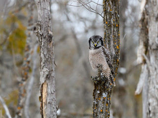 Northern Hawk Owl Perched on the Snag in Forest