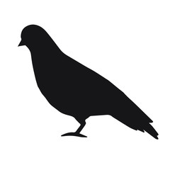 Vector black pigeon silhouette isolated on white background