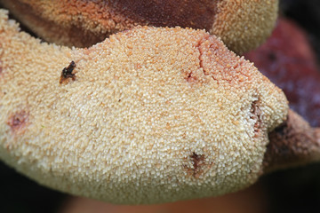 Fistulina hepatica, known as beefsteak fungus, beefsteak polypore, ox tongue and tongue mushroom, growing on oak in Finland