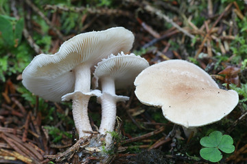 Cystoderma carcharias, known as the Pearly Powdercap, wild mushroom from Finland