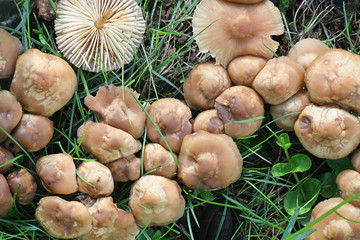 Marasmius oreades, known as the Scotch bonnet, fairy ring mushroom or fairy ring champignon, wild edible mushrooms from Finland