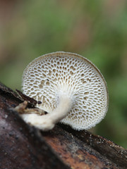 Polyporus brumalis, known as winter polypore, wild fungus from Finland