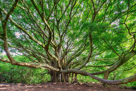 Banyan Tree Hawaii Images – Browse 758 Stock Photos, Vectors, and Video | Adobe Stock