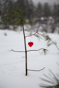 Young tiny pine tree with a heart shaped ornament on its branch with snow on the ground and evergreen forest blurred in the background