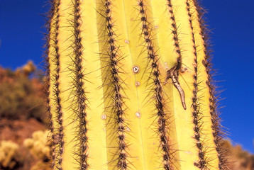 Saguaro Cactus, Sonoran Desert, Arizona