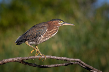 bird on branch, green heron walking along a stick 