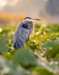 great blue heron hidden in lily pads, low angle photograph.
