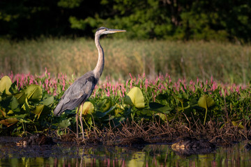 Fototapeta premium great blue heron in natural environment on the edge of a swamp or marsh