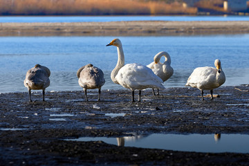 川辺で遠くを見る白鳥