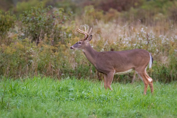Whitetail buck deer standing in a field looking around. 