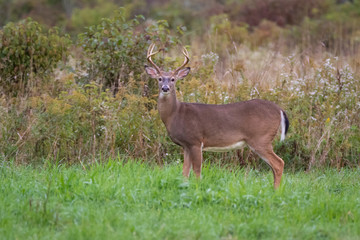 whitetail buck out standing in a field, board side to the camera.