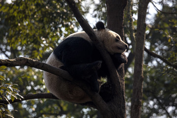 Panda Bear Sleeping on a Tree Branch, China Wildlife. Bifengxia nature reserve, Sichuan Province. Cute Lazy Baby Panda Sleeping in the Forest, Enjoying an afternoon nap curled into a ball shape.