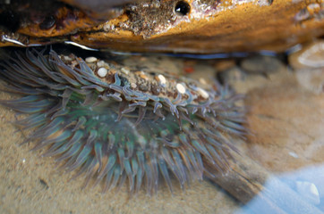 Bright Sea Urchin