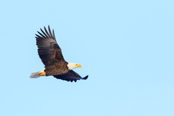Obraz premium bald eagle in flight, bird on blue background 