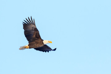 bald eagle in flight, bird on blue background 