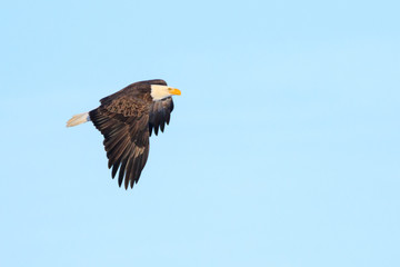 mature bald eagle in flight with clear blue sky 