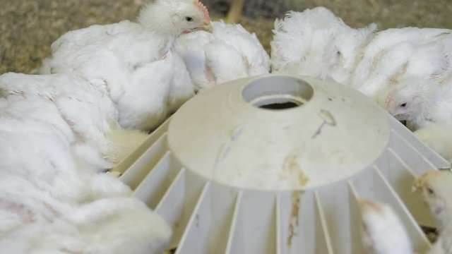 White broiler chicken at the poultry farm