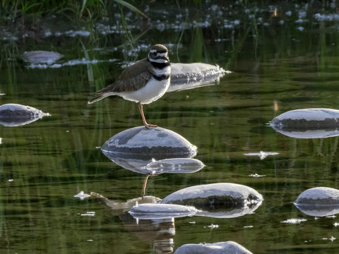 killdeer beside a stream at grand teton park