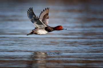 Duck flying close to the water. 