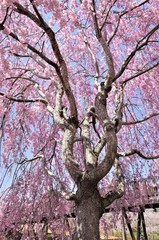 Fototapeta premium 常陸風土記の丘の桜