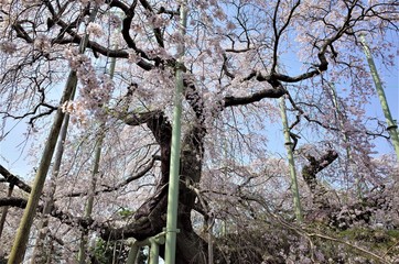 般若院のしだれ桜