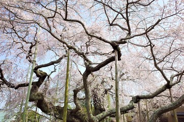 般若院のしだれ桜
