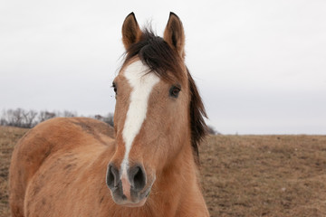 Portrait of a domesticated mustang.