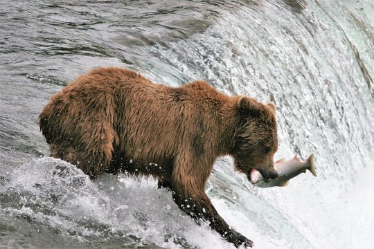 Brown bear catxhing a salmon at the falls