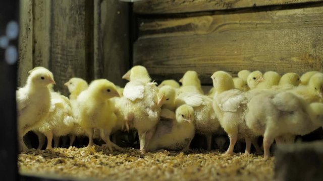 Broiler chicken chicks at the poultry farm