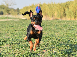rottweiler in the green field