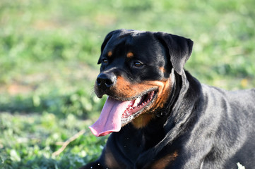 Obraz premium a nice rottweiler in the green field