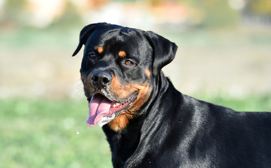 Fototapeta premium rottweiler in the green field