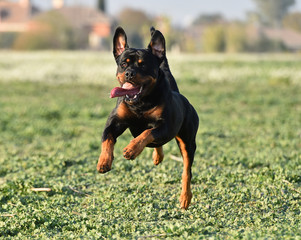 rottweiler in the green field