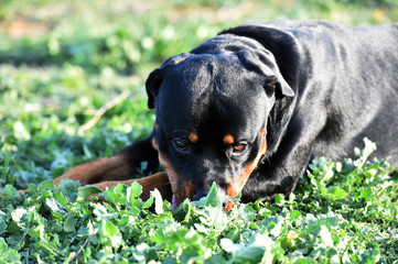 rottweiler in the green field