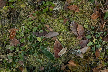 日本　風景　冬　朝