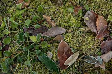 日本　風景　冬　朝